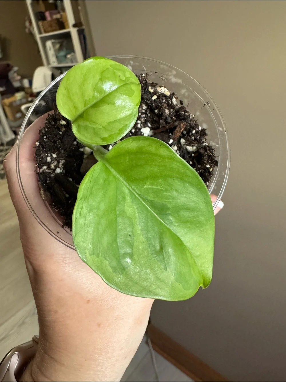 Global Green Pothos-Rooted